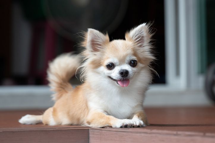 dog